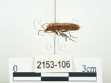 中文名:四斑紅蝽(2153-106)學名:Physopelta quadriguttata Bergroth, 1894(2153-106)