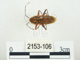 中文名:四斑紅蝽(2153-106)學名:Physopelta quadriguttata Bergroth, 1894(2153-106)