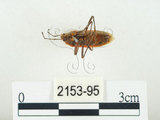 中文名:四斑紅蝽(2153-95)學名:Physopelta quadriguttata Bergroth, 1894(2153-95)