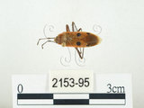 中文名:四斑紅蝽(2153-95)學名:Physopelta quadriguttata Bergroth, 1894(2153-95)