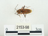 中文名:四斑紅蝽(2153-98)學名:Physopelta quadriguttata Bergroth, 1894(2153-98)