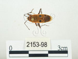 中文名:四斑紅蝽(2153-98)學名:Physopelta quadriguttata Bergroth, 1894(2153-98)