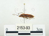中文名:四斑紅蝽(2153-93)學名:Physopelta quadriguttata Bergroth, 1894(2153-93)