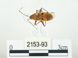 中文名:四斑紅蝽(2153-93)學名:Physopelta quadriguttata Bergroth, 1894(2153-93)