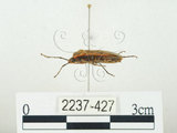 中文名:四斑紅蝽(2237-427)學名:Physopelta quadriguttata Bergroth, 1894(2237-427)