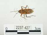 中文名:四斑紅蝽(2237-427)學名:Physopelta quadriguttata Bergroth, 1894(2237-427)