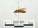 中文名:四斑紅蝽(2237-891)學名:Physopelta quadriguttata Bergroth, 1894(2237-891)