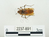 中文名:四斑紅蝽(2237-891)學名:Physopelta quadriguttata Bergroth, 1894(2237-891)