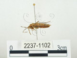 中文名:四斑紅蝽(2237-1102)學名:Physopelta quadriguttata Bergroth, 1894(2237-1102)