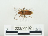 中文名:四斑紅蝽(2237-1102)學名:Physopelta quadriguttata Bergroth, 1894(2237-1102)