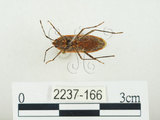 中文名:四斑紅蝽(2237-166)學名:Physopelta quadriguttata Bergroth, 1894(2237-166)