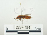 中文名:四斑紅蝽(2237-494)學名:Physopelta quadriguttata Bergroth, 1894(2237-494)