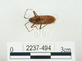 中文名:四斑紅蝽(2237-494)學名:Physopelta quadriguttata Bergroth, 1894(2237-494)
