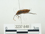中文名:四斑紅蝽(2237-848)學名:Physopelta quadriguttata Bergroth, 1894(2237-848)