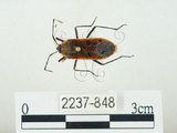 中文名:四斑紅蝽(2237-848)學名:Physopelta quadriguttata Bergroth, 1894(2237-848)