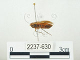 中文名:四斑紅蝽(2237-630)學名:Physopelta quadriguttata Bergroth, 1894(2237-630)