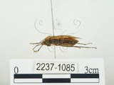 中文名:四斑紅蝽(2237-1085)學名:Physopelta quadriguttata Bergroth, 1894(2237-1085)