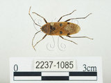 中文名:四斑紅蝽(2237-1085)學名:Physopelta quadriguttata Bergroth, 1894(2237-1085)