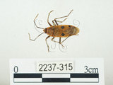 中文名:四斑紅蝽(2237-315)學名:Physopelta quadriguttata Bergroth, 1894(2237-315)