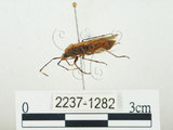 中文名:四斑紅蝽(2237-1282)學名:Physopelta quadriguttata Bergroth, 1894(2237-1282)