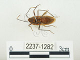 中文名:四斑紅蝽(2237-1282)學名:Physopelta quadriguttata Bergroth, 1894(2237-1282)