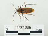 中文名:四斑紅蝽(2237-885)學名:Physopelta quadriguttata Bergroth, 1894(2237-885)