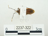中文名:四斑紅蝽(2237-322)學名:Physopelta quadriguttata Bergroth, 1894(2237-322)