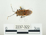 中文名:四斑紅蝽(2237-322)學名:Physopelta quadriguttata Bergroth, 1894(2237-322)