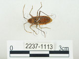 中文名:四斑紅蝽(2237-1113)學名:Physopelta quadriguttata Bergroth, 1894(2237-1113)