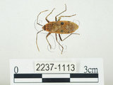 中文名:四斑紅蝽(2237-1113)學名:Physopelta quadriguttata Bergroth, 1894(2237-1113)