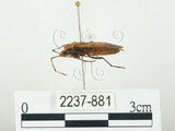 中文名:四斑紅蝽(2237-881)學名:Physopelta quadriguttata Bergroth, 1894(2237-881)