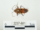 中文名:四斑紅蝽(2237-881)學名:Physopelta quadriguttata Bergroth, 1894(2237-881)