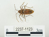 中文名:四斑紅蝽(2237-1123)學名:Physopelta quadriguttata Bergroth, 1894(2237-1123)