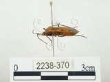 中文名:四斑紅蝽(2238-370)學名:Physopelta quadriguttata Bergroth, 1894(2238-370)