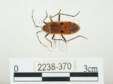 中文名:四斑紅蝽(2238-370)學名:Physopelta quadriguttata Bergroth, 1894(2238-370)