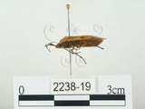 中文名:四斑紅蝽(2238-19)學名:Physopelta quadriguttata Bergroth, 1894(2238-19)