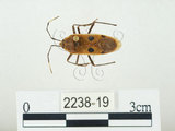 中文名:四斑紅蝽(2238-19)學名:Physopelta quadriguttata Bergroth, 1894(2238-19)