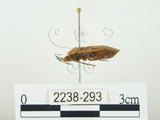 中文名:四斑紅蝽(2238-293)學名:Physopelta quadriguttata Bergroth, 1894(2238-293)