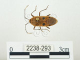 中文名:四斑紅蝽(2238-293)學名:Physopelta quadriguttata Bergroth, 1894(2238-293)