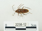 中文名:四斑紅蝽(2238-12)學名:Physopelta quadriguttata Bergroth, 1894(2238-12)