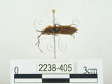 中文名:四斑紅蝽(2238-405)學名:Physopelta quadriguttata Bergroth, 1894(2238-405)