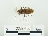 中文名:四斑紅蝽(2238-405)學名:Physopelta quadriguttata Bergroth, 1894(2238-405)