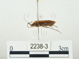 中文名:四斑紅蝽(2238-3)學名:Physopelta quadriguttata Bergroth, 1894(2238-3)