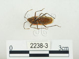 中文名:四斑紅蝽(2238-3)學名:Physopelta quadriguttata Bergroth, 1894(2238-3)