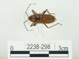 中文名:四斑紅蝽(2238-298)學名:Physopelta quadriguttata Bergroth, 1894(2238-298)