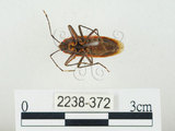 中文名:四斑紅蝽(2238-372)學名:Physopelta quadriguttata Bergroth, 1894(2238-372)