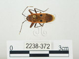 中文名:四斑紅蝽(2238-372)學名:Physopelta quadriguttata Bergroth, 1894(2238-372)