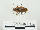 中文名:四斑紅蝽(2238-345)學名:Physopelta quadriguttata Bergroth, 1894(2238-345)
