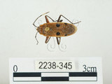 中文名:四斑紅蝽(2238-345)學名:Physopelta quadriguttata Bergroth, 1894(2238-345)
