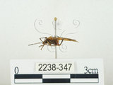 中文名:四斑紅蝽(2238-347)學名:Physopelta quadriguttata Bergroth, 1894(2238-347)
